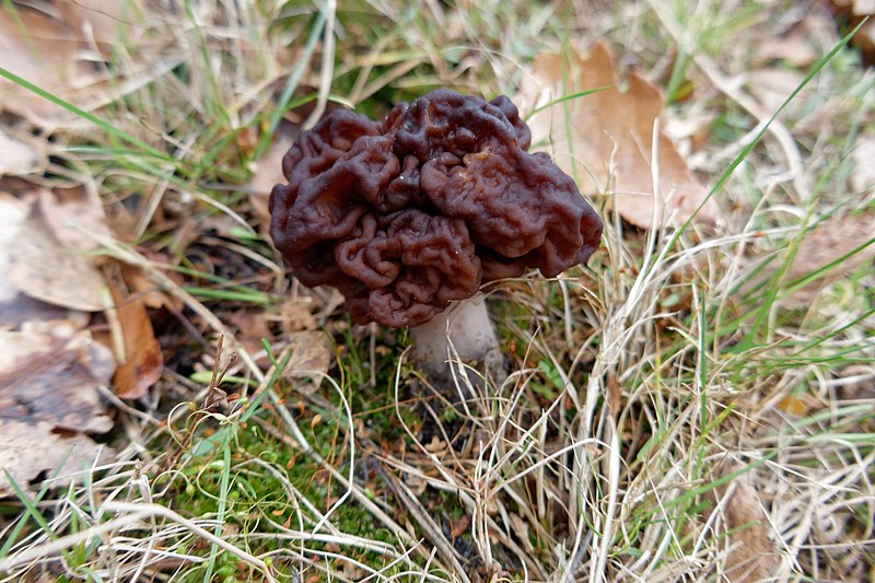 File:Gyromitra esculenta (47346329642).jpg