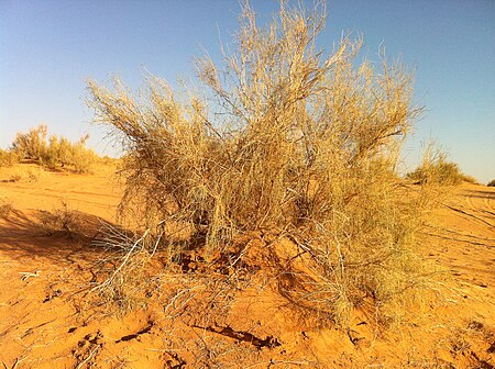 Haloxylon persicum.JPG