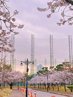 Hanyang University - ERICA Campus cherry