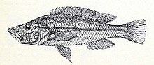 Гаплохромис xenostoma.jpg