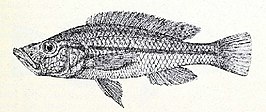 Haplochromis xenostoma