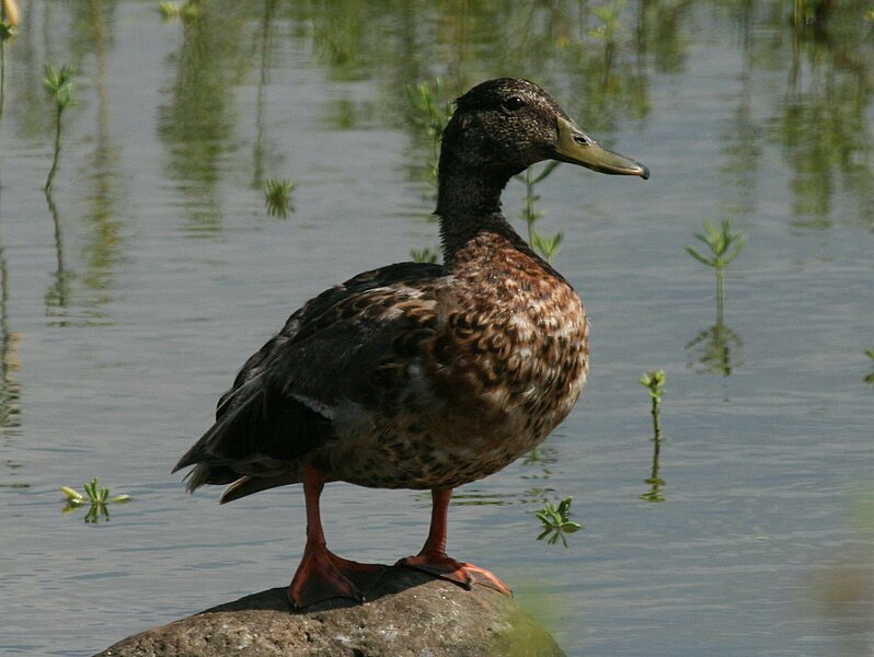 File:Hawaiian Duck RWD2.jpg