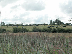 Fält med vallväxter och gröna fält i bakgrunden