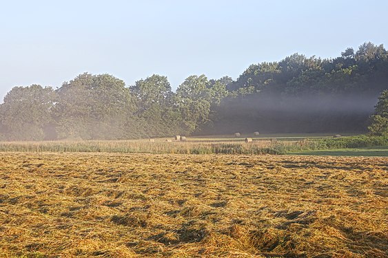 Hay harvest after cutting and ready in roundbales