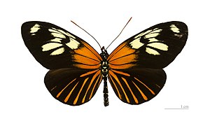 黃斑扇袖蝶 H. xanthocles