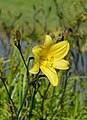 Hemerocallis hybrida (Hmerallidaceae) Daylily