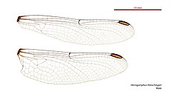 Hemigomphus theischingeri male wings (34928302531).jpg