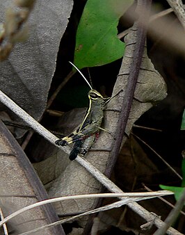 Heteracris guineensis