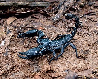 <i>Heterometrus</i> Genus of scorpions