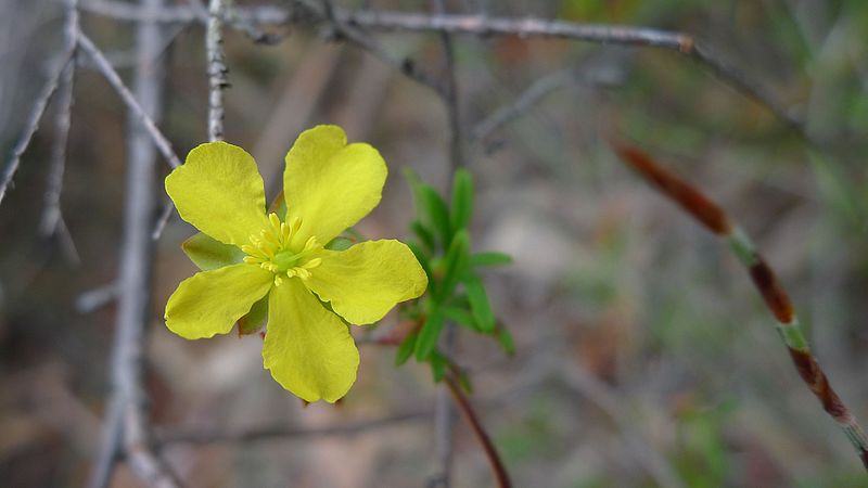 File:Hibbertia (11879396796).jpg