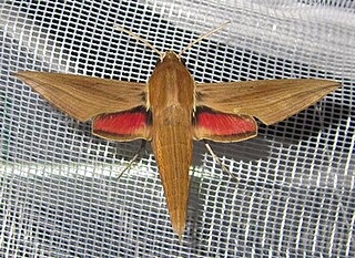 <i>Hippotion eson</i> Species of moth