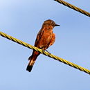 Hirundinea ferruginea Cliff Flycatcher