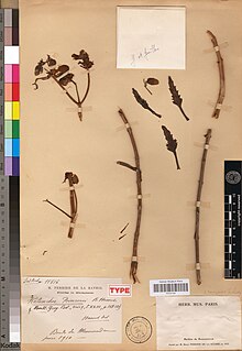 Holotype of Kalanchoe poincarei.jpg