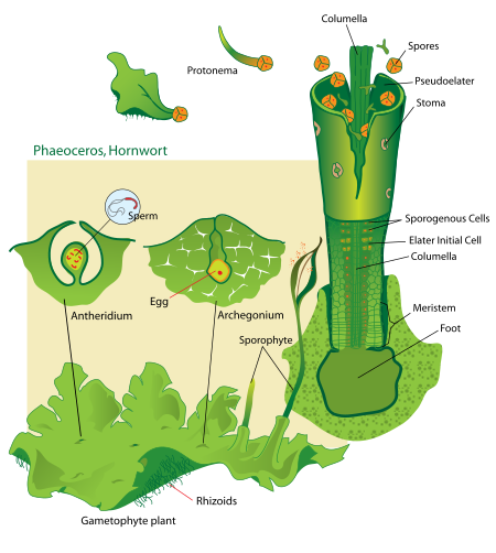 ไฟล์:Hornwort_life_cycle.svg