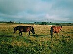Миниатюра для Файл:Horses (vologda oblast).jpg