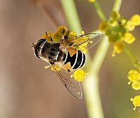 Eristalis arbustorum (Syrphidae)