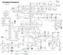 Nicholson Metabolic Pathways Chart