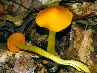 <i>Humidicutis marginata</i> Species of fungus