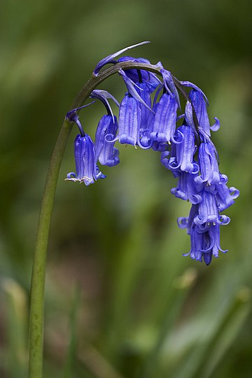 Hyacinthoides non-scripta