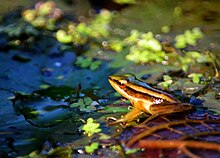 Common green frog on top of lilypads and other bog plants. Hylarana erythraea (Gregg Yan).jpg