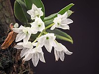 Hymenorchis javanica