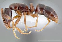 Ponerine ant, Hypoponera opacior Hypoponera opacior casent0005436 profile 1.jpg