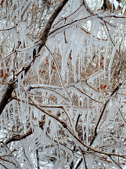 After a spring storm, melted snow drips from the cliff tops at Spruce Tree House and refreezes on the trees below. Spruce Tree House is the only cliff dwelling in the park open year round.