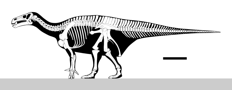 File:Iguanodon Skeletal.svg