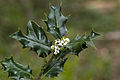 Français : Ilex aquifolium Fluy (Somme), France