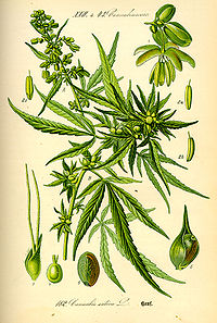 Illustration_Cannabis_sativa0.jpg