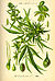 Illustration Cannabis sativa0.jpg