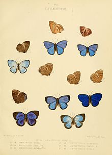 Lepidoptera Britaniya muzeyi katalogi VI.jpg kundalik rasmlari