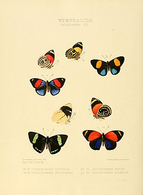 P. hystaspes é o par de borboletas acima e à esquerda (de asas fechadas e abertas) nesta gravura do ano de 1855.[2]