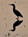 * Nomination Cattle egret (Bubulcus ibis) silhouette in paddy field, Vedanthangal Bird Sanctuary, India --Tagooty 05:34, 1 January 2022 (UTC) * Promotion  Support Good quality -- Johann Jaritz 06:10, 1 January 2022 (UTC)