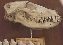 Skull of an Indian jackal from the Museum national d'histoire naturelle Indianjackalskull.jpg