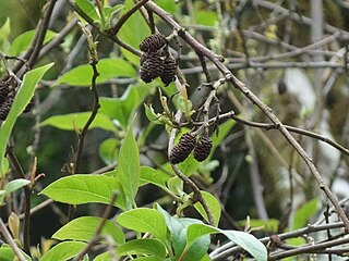 <i>Alnus formosana</i> species of plant