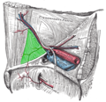 Inguinal triangle.png