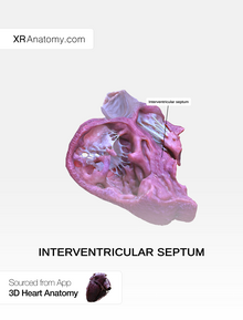 Interventricular septum.png