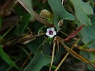 Ipomoea eriocarpa (3034966906).jpg