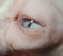 A photo showing an iris cyst in a Sphynx cat. The cyst is characteristically semi-transparent and is attached to the pupil. Iris cyst in a Sphynx cat, lateral view.png