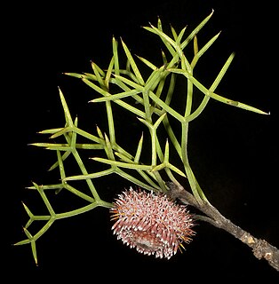 <i>Isopogon teretifolius</i> Species of shrub of the family Proteaceae endemic to the southwest of Western Australia