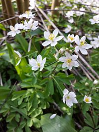 I. thalictroides, vitsippsruta