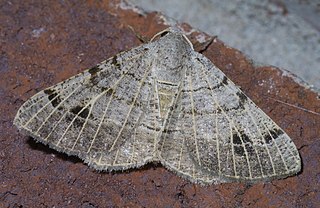 <i>Isturgia dislocaria</i> Species of moth