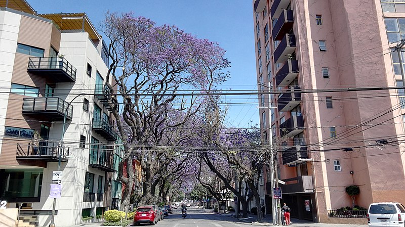 File:Jacarandas en la Ciudad de México.jpg