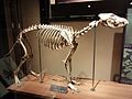 国立科学博物館所蔵の骨格標本