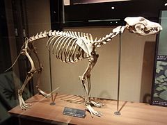 Вовк з Хонсю (Японський вовк), скелет