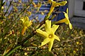 Jasminum nudiflorum