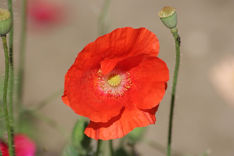 File:Jastrzębia Góra - Papaver 03.jpg