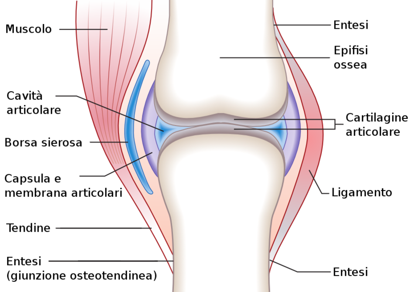 File:Joint-it.png