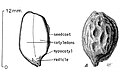 seed diagram